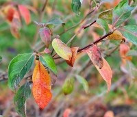 Cornus 'Norman Hadden' - Japanse grootbloemige kornoelje 'Norman Hadden' - late herfstverkleuring
