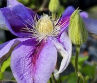 Clematis 'Barbara Jackman' - Bosrank 'Barbara Jackman' - 1