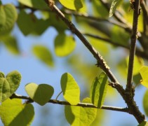 cercidiphyllum japonicum