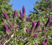 Buddleja davidii 'Black Knight' - Vlinderstruik 'Black Knight' - juli