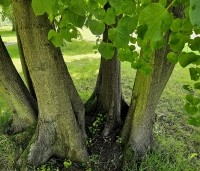 Tilia cordata - Winterlinde - 3