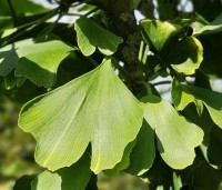 Ginkgo biloba - Japanse Notenboom - blad september