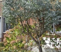 Eucalyptus gunnii - Gomboom - 1
