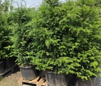 Taxus baccata - Venijnboom - 1