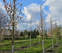 Magnolia 'Heaven Scent'  - Beverboom - hoogstam