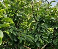 Prunus dom. 'Opal' - Prunus dom. 'Opal' - leivorm Dubbele U in zomerblad