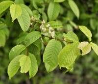 Prunus padus - Europese vogelkers - blad april