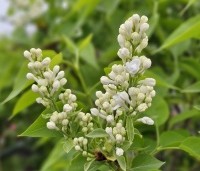 Syringa vulgaris 'Madame Lemoine'  - Sering 'Madame Lemoine'  - 2