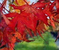 Acer palmatum 'Katsura' - Japanse Esdoorn 'Katsura'  - 2