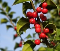 Ilex aquipernyi 'Dragon Lady' - Hulst 'Dragon Lady' - 1