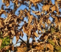 Carpinus betulus - Haagbeuk - 3