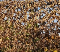 Carpinus betulus - Haagbeuk - 4