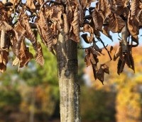 Carpinus betulus - Haagbeuk - 5