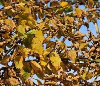 Carpinus betulus - Haagbeuk - 1