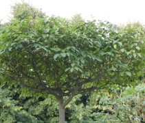 Acer davidii 'Serpentine'