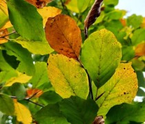 Fagus sylvatica herfstkleuren