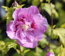 Hibiscus Lavender Chiffon