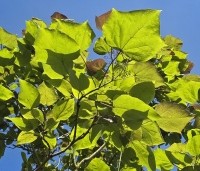 Catalpa erubescens 'Purpurea' - Purperkleurige trompetboom - 3