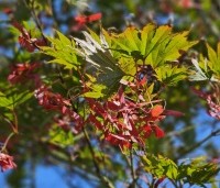 Acer palmatum 'Masu-kagami' - Japanse Esdoorn 'Masu-kagami' - 1