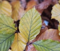 Fagus sylvatica 'Atropunicea' - Rode beuk - 3