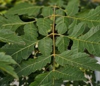 Koelreuteria paniculata - Chinese vernisboom - 2