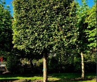 Acer campestre - Veldesdoorn - volwassen leiboom