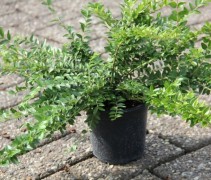 Lonicera nitida 'Maigrun' 