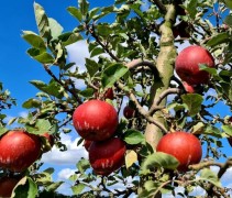 Malus domestica 'Rode Boskoop'