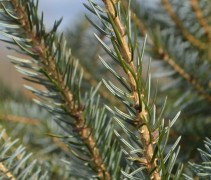 Picea Omorica
