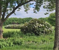 Rhododendron 'Cunningham's White' - Rododendron - wolken