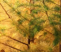 Herfstkleur lariks