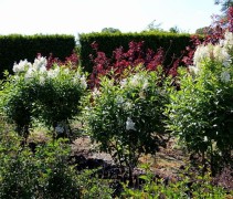 Syringa villosae 'Agnes Smith'
