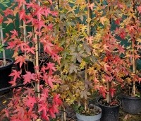 Liquidambar styraciflua 'Worplesdon' - Amberboom - beveerde stam