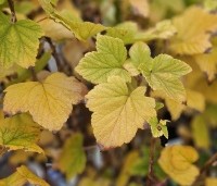 Ribes nigrum 'Titania' - Zwarte bes 'Titania' - 1