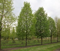 Tilia cordata