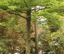Fagus sylvatica 'Grandidentata'