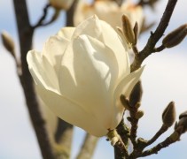 Magnolia Lennei Alba