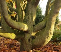 Parrotia persica 'Vanessa' 25 jaar oud