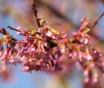 Prunus 'Okame' vol in bloei