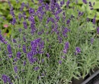 Lavandula angustifolia 'Hidcote' - Lavendel 'Hidcote' - 1