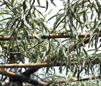 Pyrus salicifolia 'Pendula' - Wilgbladige peer - 2