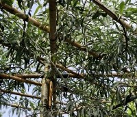 Pyrus salicifolia 'Pendula' - Wilgbladige peer - 1