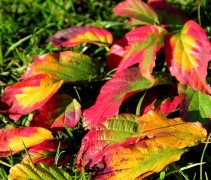 Parrotia persica 'Bella'