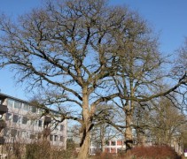 Robinia pseudoacacia