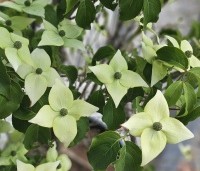 Cornus kousa 'Milky Way' - Japanse grootbloemige Kornoelje - 2