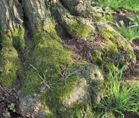 Alnus glutinosa - Zwarte Els - 3