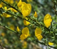 Cytisus praecox 'Allgold' - Brem 'Allgold' - 2