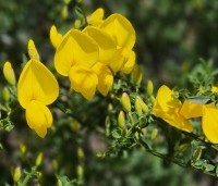 Cytisus praecox 'Allgold' - Brem 'Allgold' - 1