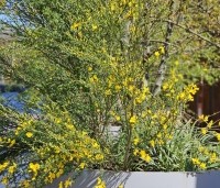 Cytisus praecox 'Allgold' - Brem 'Allgold' - 3