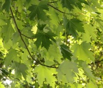 Acer saccharinum blad